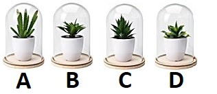 Kaktus pod szklaną kopułą "A"
