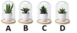 Kaktus pod szklaną kopułą "B"