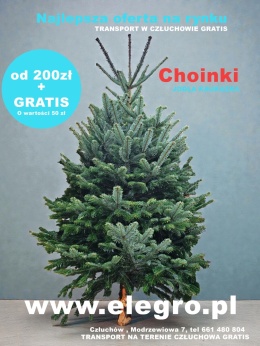 Choinka , Jodła od 200x300cm + gratis
