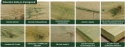 Deska tarasowa 100x14,5x2,8cm, sosnowa ryflowana, impregnowana klasa C